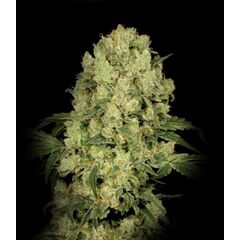 Экспресс AK 47, Фасовка: 5